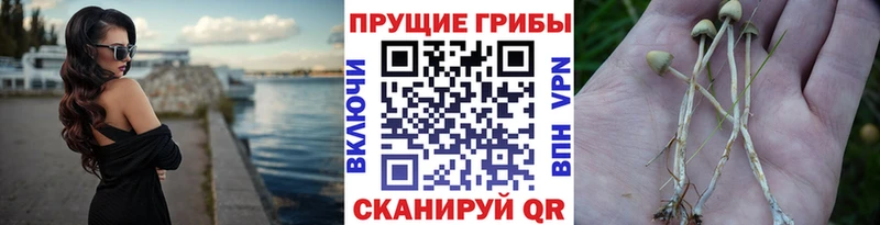 Галлюциногенные грибы мицелий  Ленинск 